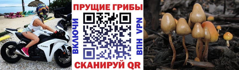 Галлюциногенные грибы Cubensis  Катав-Ивановск 
